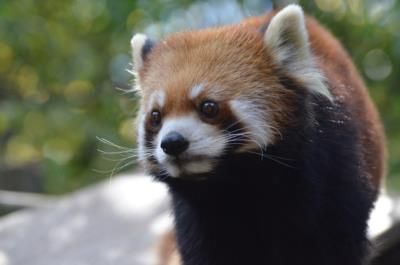 Baby Red Panda Dies From Fireworks Stress