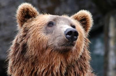 California Residents Arrested For Insurance Fraud Involving Bear Costume