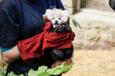 Edinburgh Zoo blames fireworks for death of baby red panda