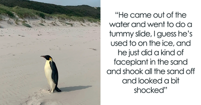 After An Astonishing 2,000-Mile Trip, This Emperor Penguin Found Himself On An Australian Beach