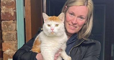 Cat missing from Scottish home found 300 miles away in England as owners rejoice