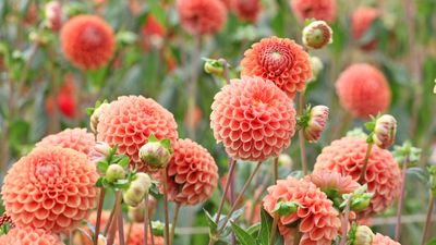 How to overwinter dahlias – a step-by-step guide to protecting these tender flowering tubers