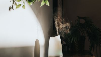 Air purifier vs essential oil diffuser: What's the difference?