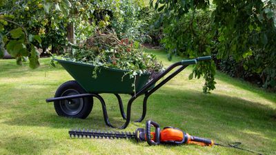 Unusual uses for a hedge trimmer – 4 ways to get more value out of this essential power tool