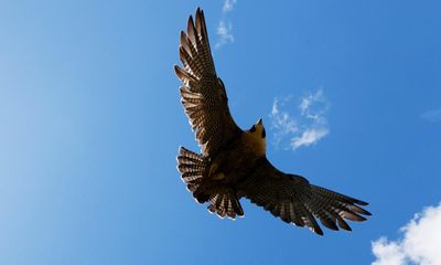 I’m addicted to the live stream of Melbourne’s peregrine falcons. But to really appreciate them you have to see them in flight