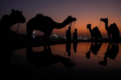 AP PHOTOS: Once-traditional camel trading fair in India transformed into tourist attraction