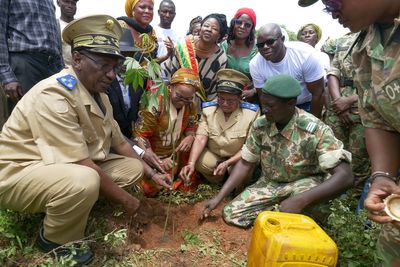 Activists plant trees in Mali but residents strip them for firewood. They say there's no choice