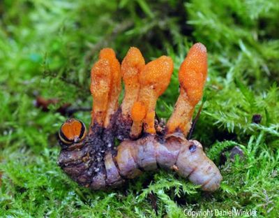 Zombie fungus from The Last of Us ‘may actually save lives’