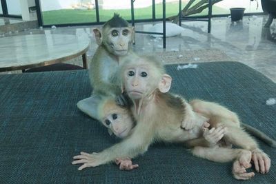 Frenchman charged for keeping baby macaques