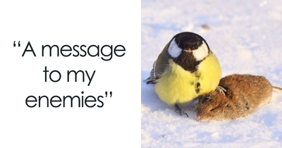 103 Times Birds Were Perfect Material For Memes