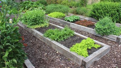 How to winterize raised garden beds – 4 essential tasks to get them prepared and boosted for spring