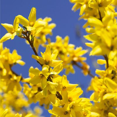 How to prune forsythia – the all-important task to tackle to guarantee spring flowering