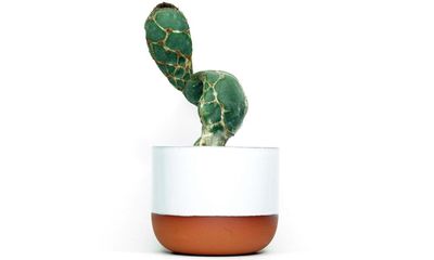 Houseplant of the Week: cobra cactus