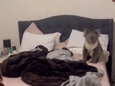 Couple returns from work to discover koala in their bedroom