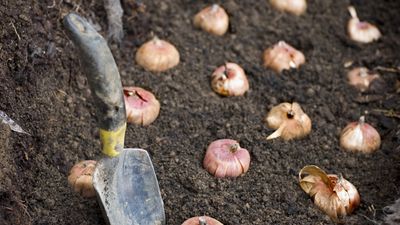 Can you plant bulbs too deep? Avoid this common mistake to guarantee brilliant spring flowers