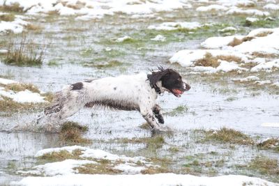 Welsh government urged to introduced dog-free zones to combat racism