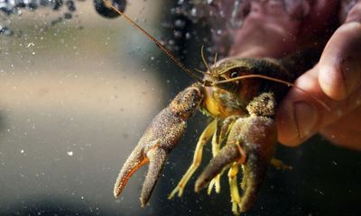 Rescue mission begins after mysterious crayfish deaths in Northumberland