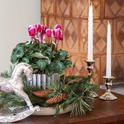 Why is my cyclamen drooping? 5 reasons this happens - and how to perk it up in time for Christmas, according to experts