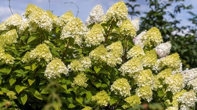 When to prune limelight hydrangeas – and expert trimming tips for fantastic blooms