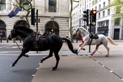 Household Cavalry horse returns to service after injuring itself bolting through central London