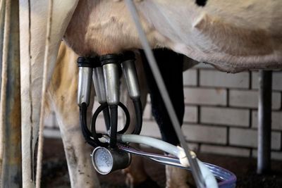 Wellness influencers love bovine colostrum – but what is it?