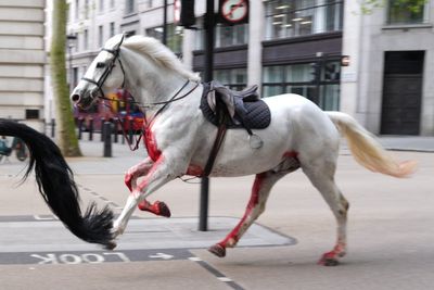 Military horse injured after bolting through London returns to service