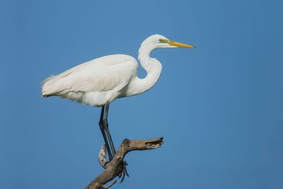 California Man Caught on Camera Allegedly Stoning to Death Famous Bird: 'What the Hell Is Wrong with You?'