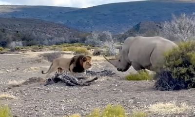 Lions think they can take down a rhino; boy, were they wrong