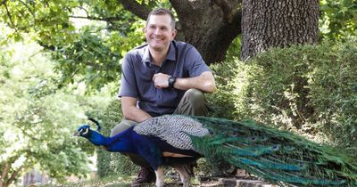 Short film made about controversial peafowl population of Narrabundah