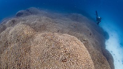 World's biggest coral — so big it can be seen from space — discovered by chance off Solomon Islands