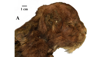 35,000-year-old saber-toothed kitten with preserved whiskers pulled from permafrost in Siberia