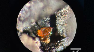 'Another piece of the puzzle': Antarctica's 1st-ever amber fossil sheds light on dinosaur-era rainforest that covered South Pole 90 million years ago