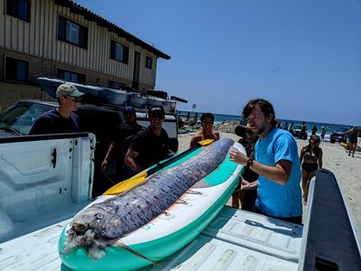 Second oarfish, mythical harbinger of doom, found washed up in California