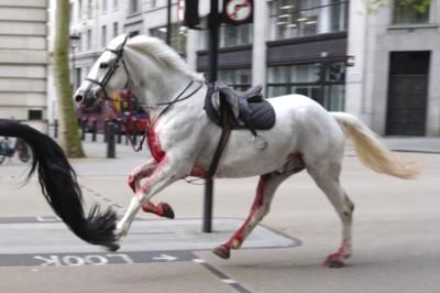 Military Horse Vida Returns Home After London Stampede