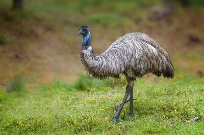 It’s a jungle out there! Multiple emus on the loose in South Carolina – while 8 escaped lab monkeys also still large