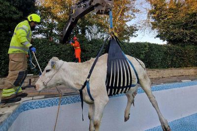 Udderly ridiculous! Firefighters rescue pregnant cow from Rutland swimming pool