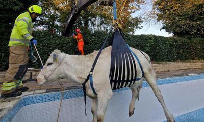 Pregnant cow rescued after getting stuck in swimming pool in Rutland