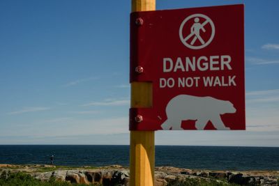 What it’s like to live in the polar bear capital of the world