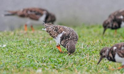 Country diary: Turnstones and beet among the trolleys and bikes