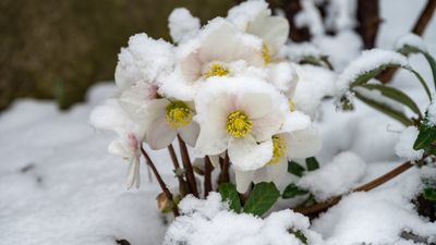 8 frost hardy perennials ideal for northern gardens – these plants can survive freezing winters and still come back each spring