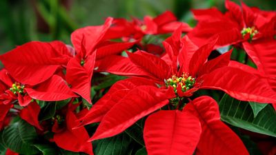 Can poinsettias live outside in the winter? Keep these festive beauties thriving all season with these expert tips