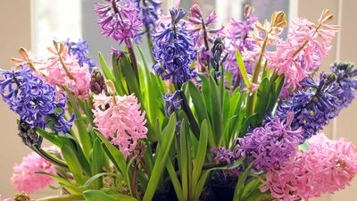 How to grow hyacinths indoors: an expert guide for fragrant flowers