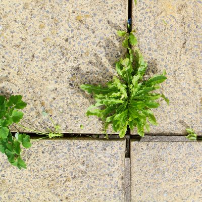 Can you kill weeds in autumn? Experts reveal that completing this task now could keep your garden weed-free next year