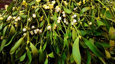 Mistletoe and Magic — This Delightful Winter Plant Can Be Grown Close to Home, Here's How