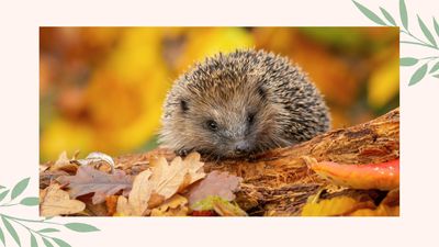 Experts reveal the foods you shouldn't leave out for garden wildlife – and what's safe to feed them instead