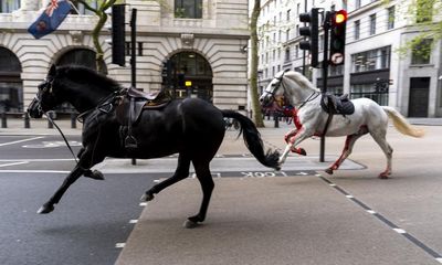 White horse that bolted through London traffic returns to royal duties