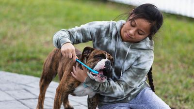 Experts warn that many dog owners forget about dental care – and offer some easy, practical advice