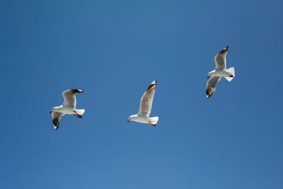 Gulls aren't "rats with wings"