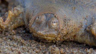 Cantor's giant softshell turtle: The frog-faced predator that spends 95% of its time completely motionless