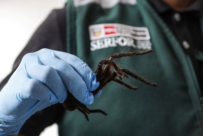 'Spider smuggler' arrested with hundreds of tarantulas taped to body as he tries to fly out of Peru